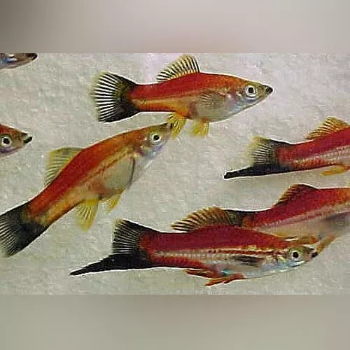 Pineapple Wag Swordtail
