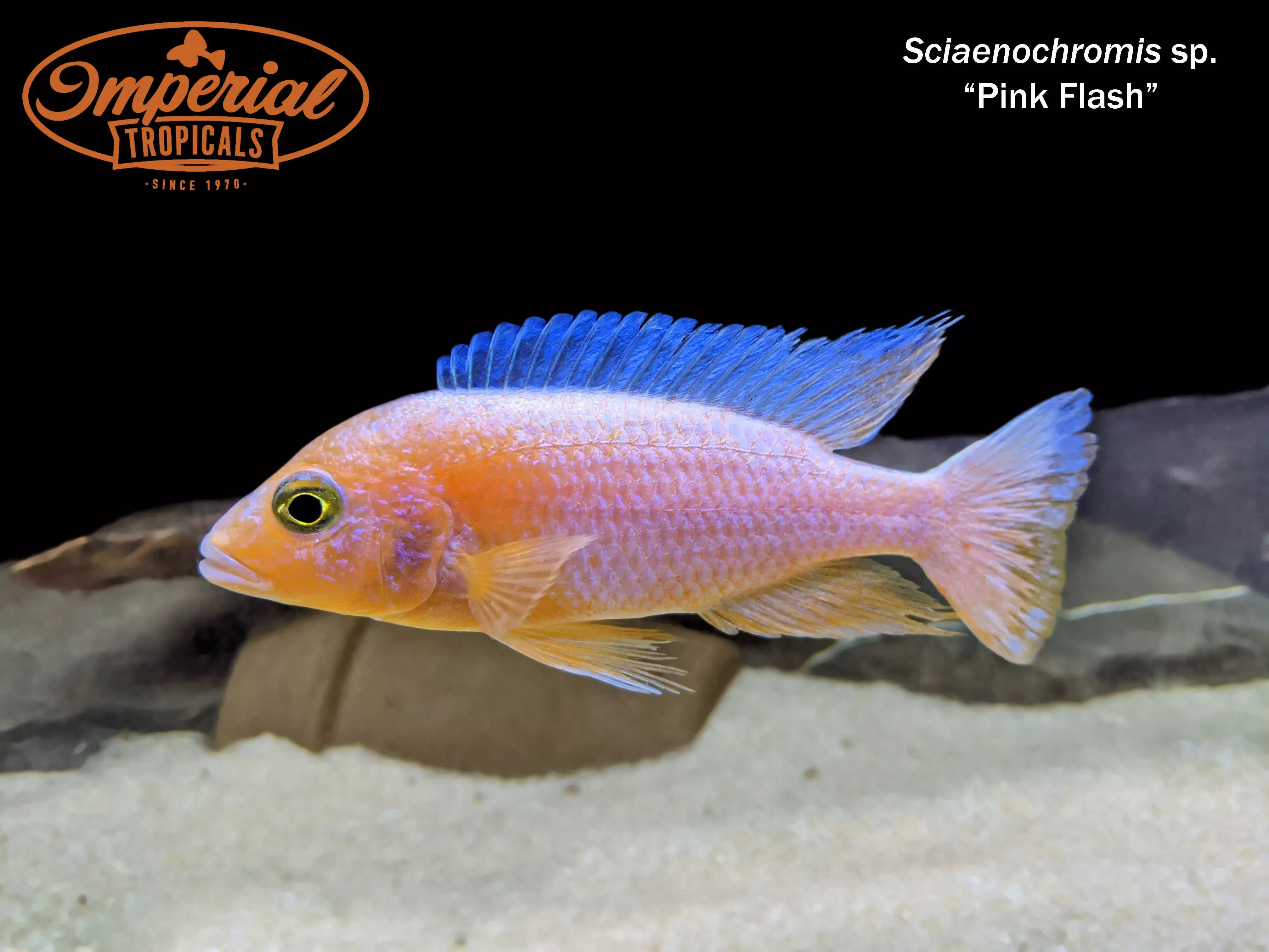 pink-flash-hap Pink Flash Hap