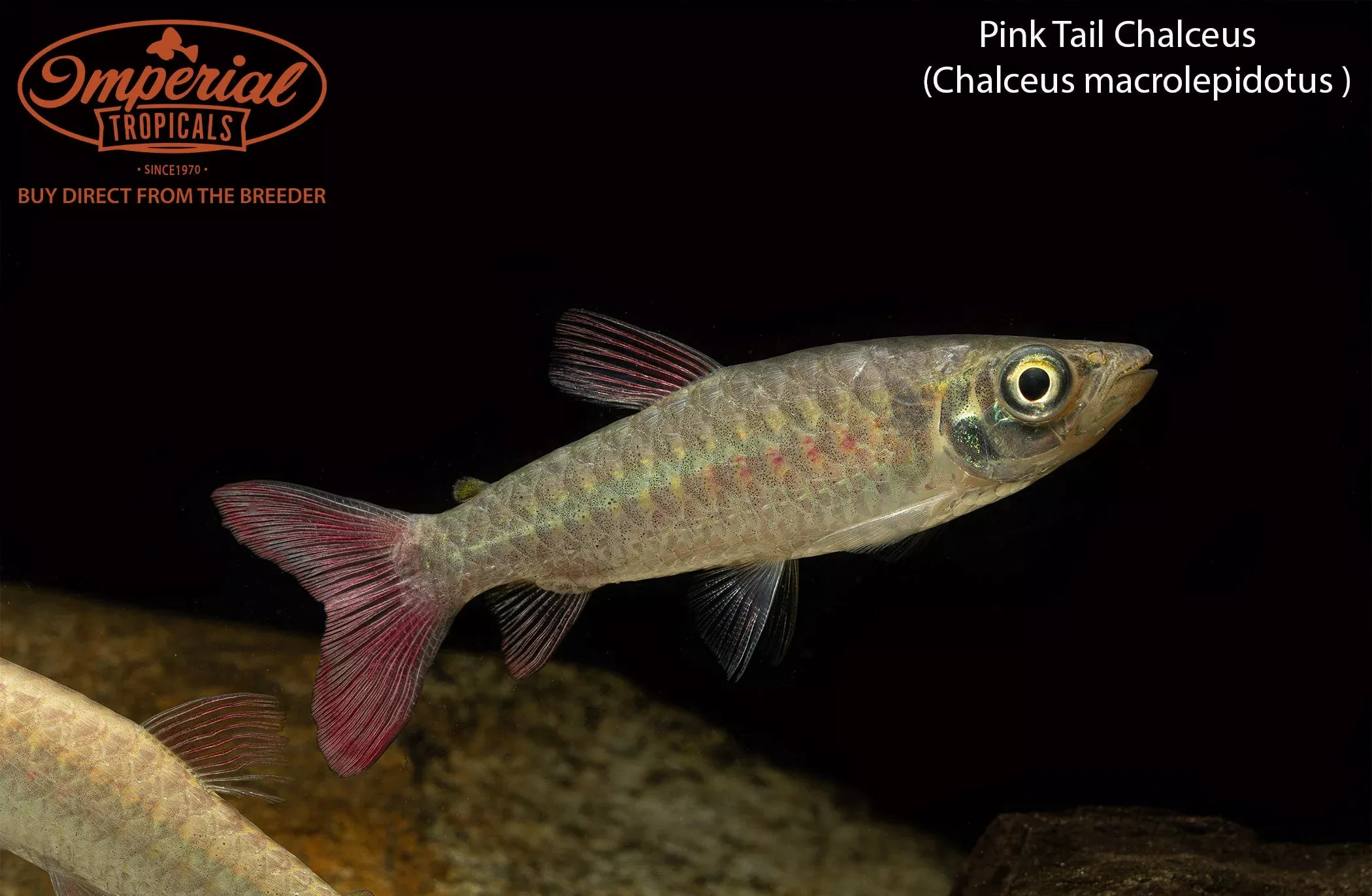 pink-tail-chalceus Pink Tail Chalceus