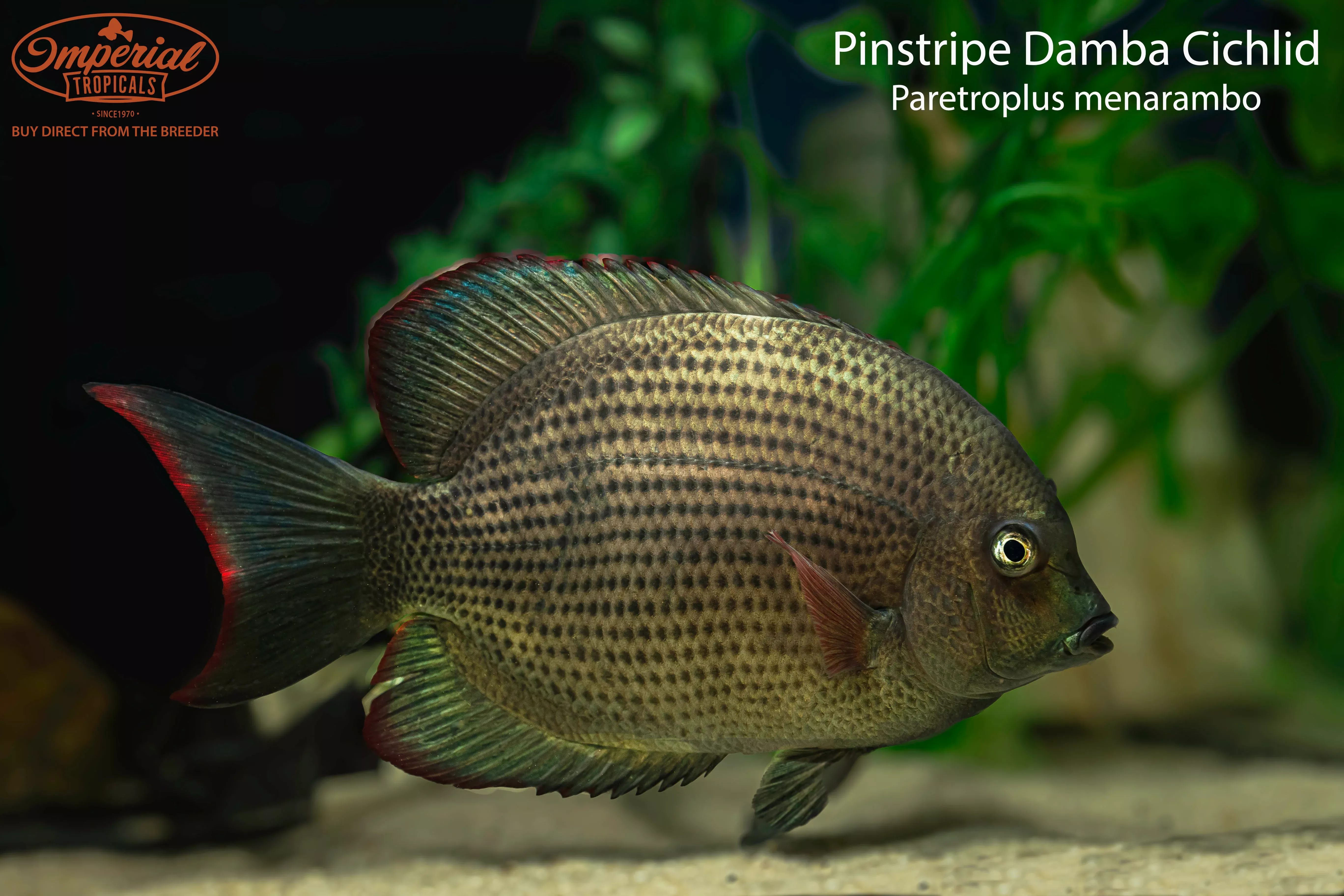 pinstripe-damba-cichlid Pinstripe Damba Cichlid