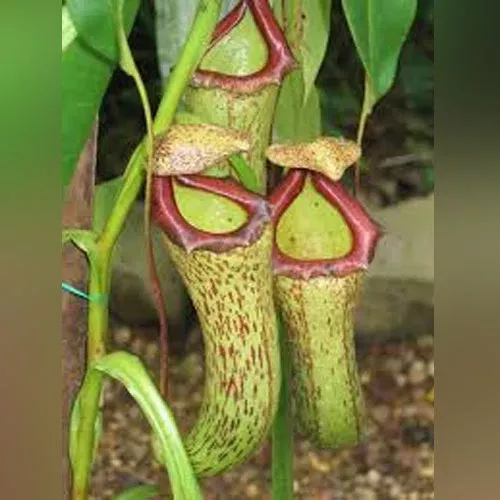 pitcher-plant Pitcher Plant
