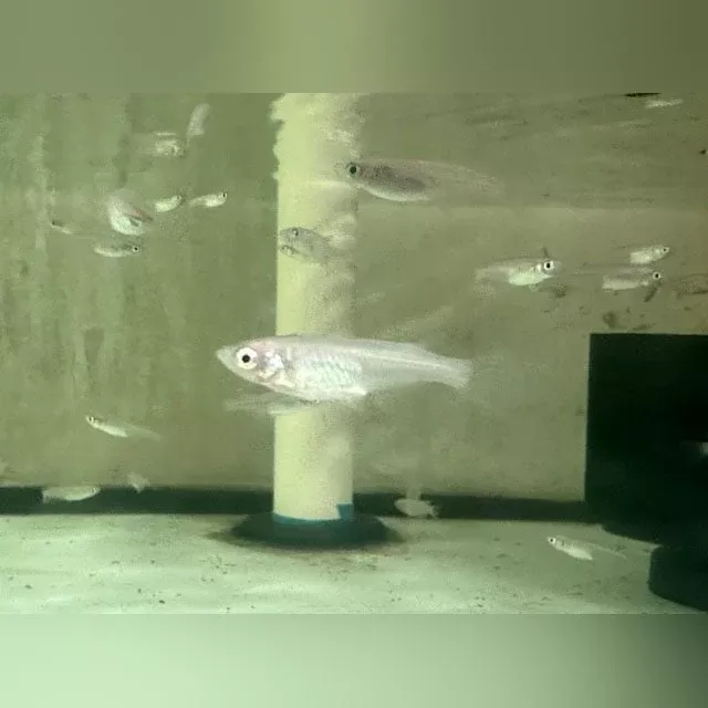 platinum-galaxy-ricefish Platinum Galaxy Ricefish