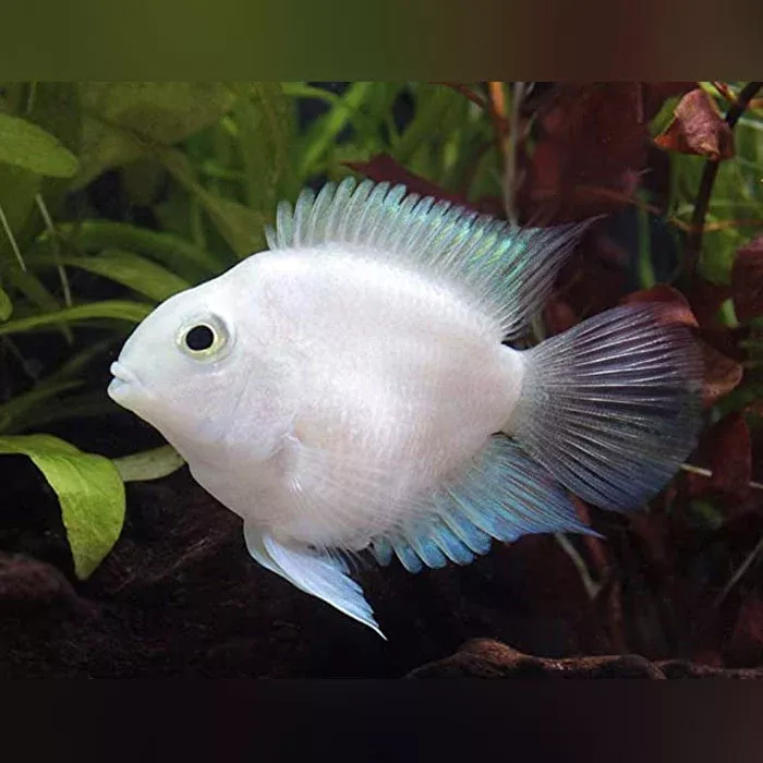 platinum-parrot-cichlid Platinum Parrot Cichlid