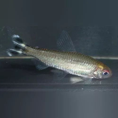 platinum-rummynose-tetra Platinum Rummynose Tetra