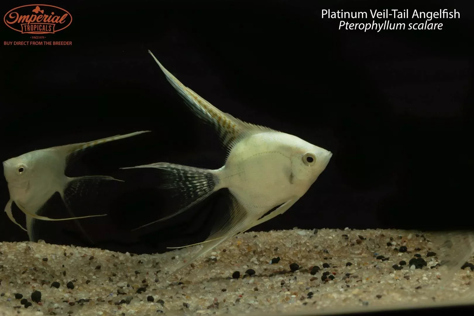 platinum-veil-tail-angelfish Platinum Veil-Tail Angelfish