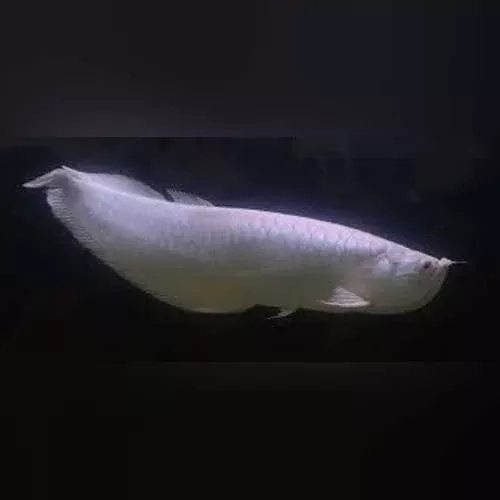 platinum-white-arowana Platinum White Arowana