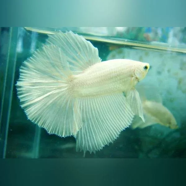 platinum-white-halfmoon-betta Platinum White Halfmoon Betta