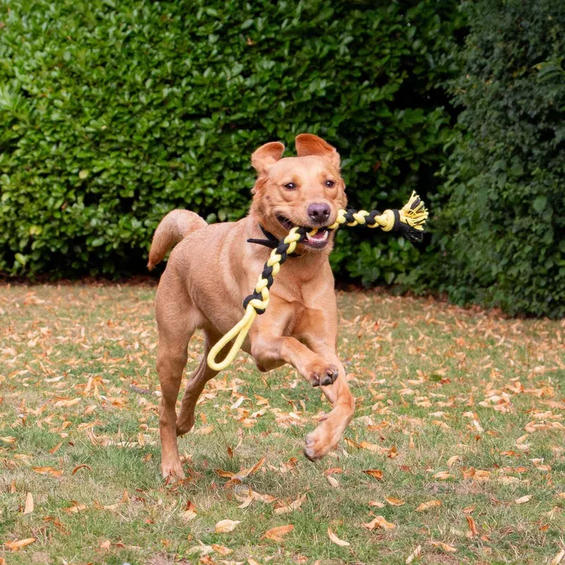 playtime-bumble-bee-ropey-twist-ancol-eco-friendly-dog-toy Playtime Bumble Bee Ropey Twist ANCOL Eco Friendly Dog Toy