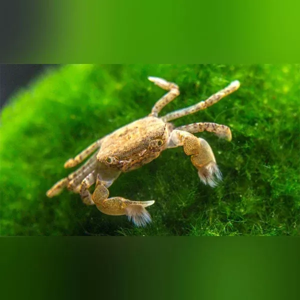 pom-pom-crab-freshwater Pom Pom Crab (Freshwater)