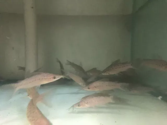 porthole-catfish Porthole Catfish
