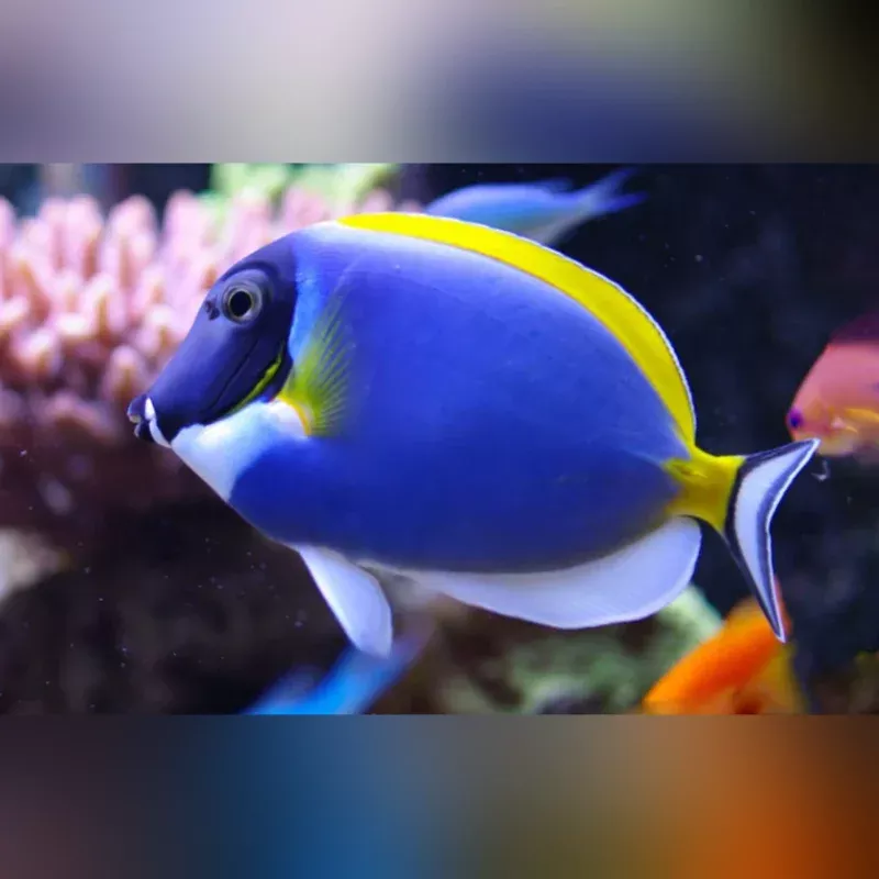 powder-blue-tang Powder Blue Tang