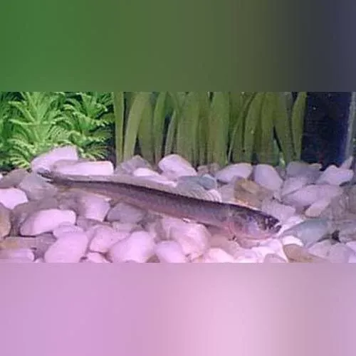 prehistoric-dragon-goby Prehistoric Dragon Goby