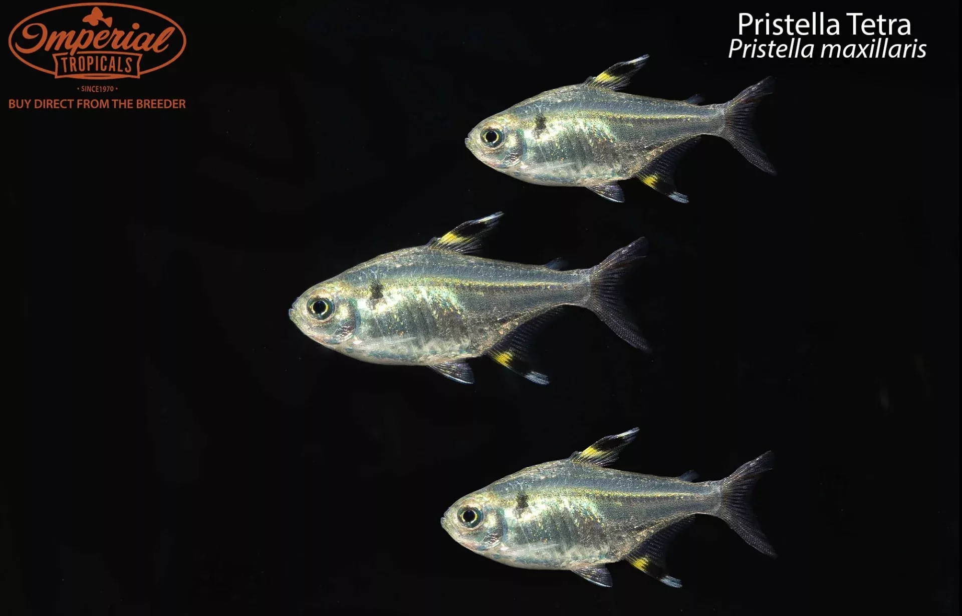pristella-tetra Pristella Tetra