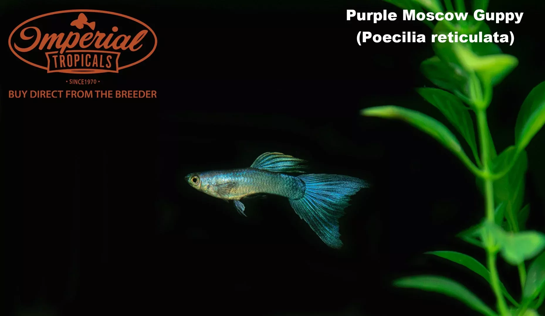 purple-moscow-guppy Purple Moscow Guppy