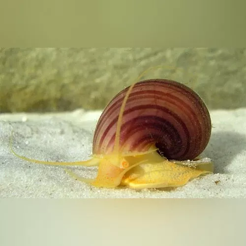 purple-mystery-snail Purple Mystery Snail