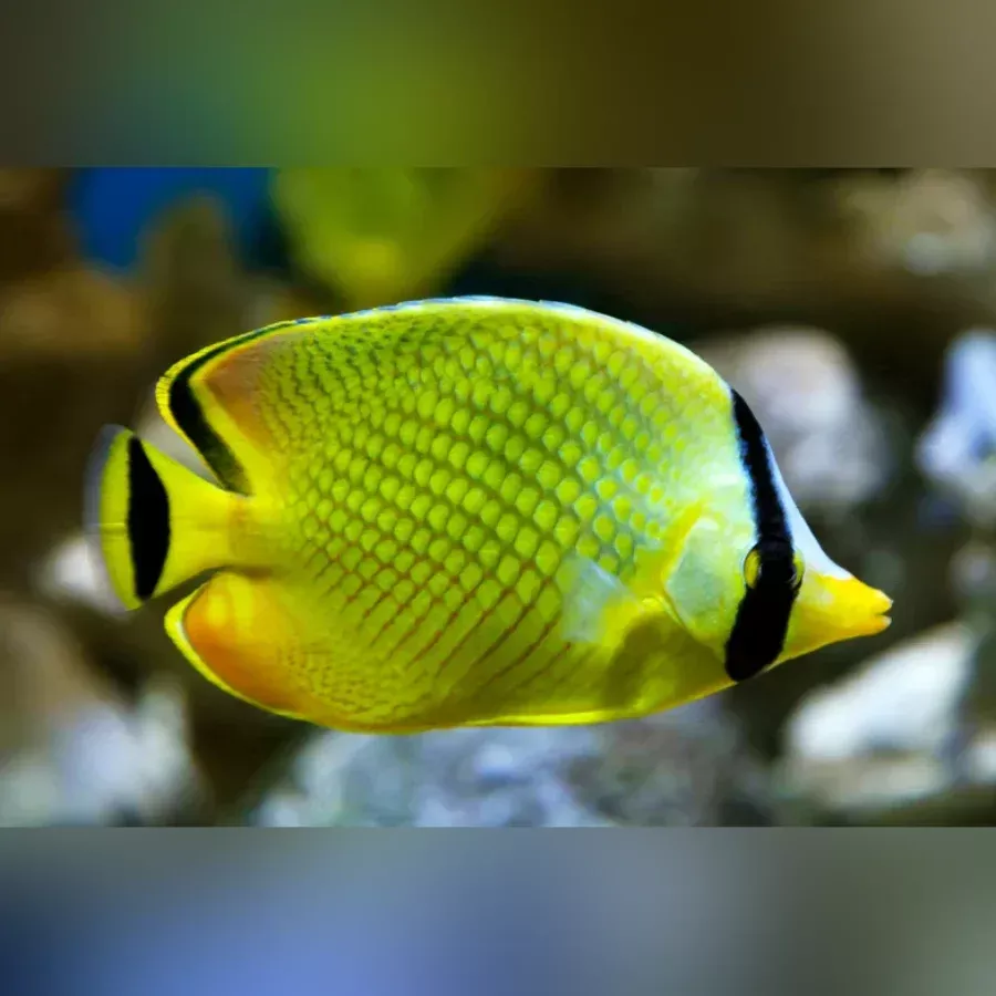 rafflesi-butterflyfish Rafflesi Butterflyfish