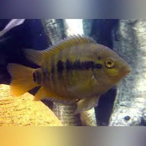 rainbow-cichlid Rainbow Cichlid