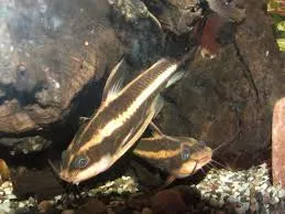 Raphael Catfish Striped