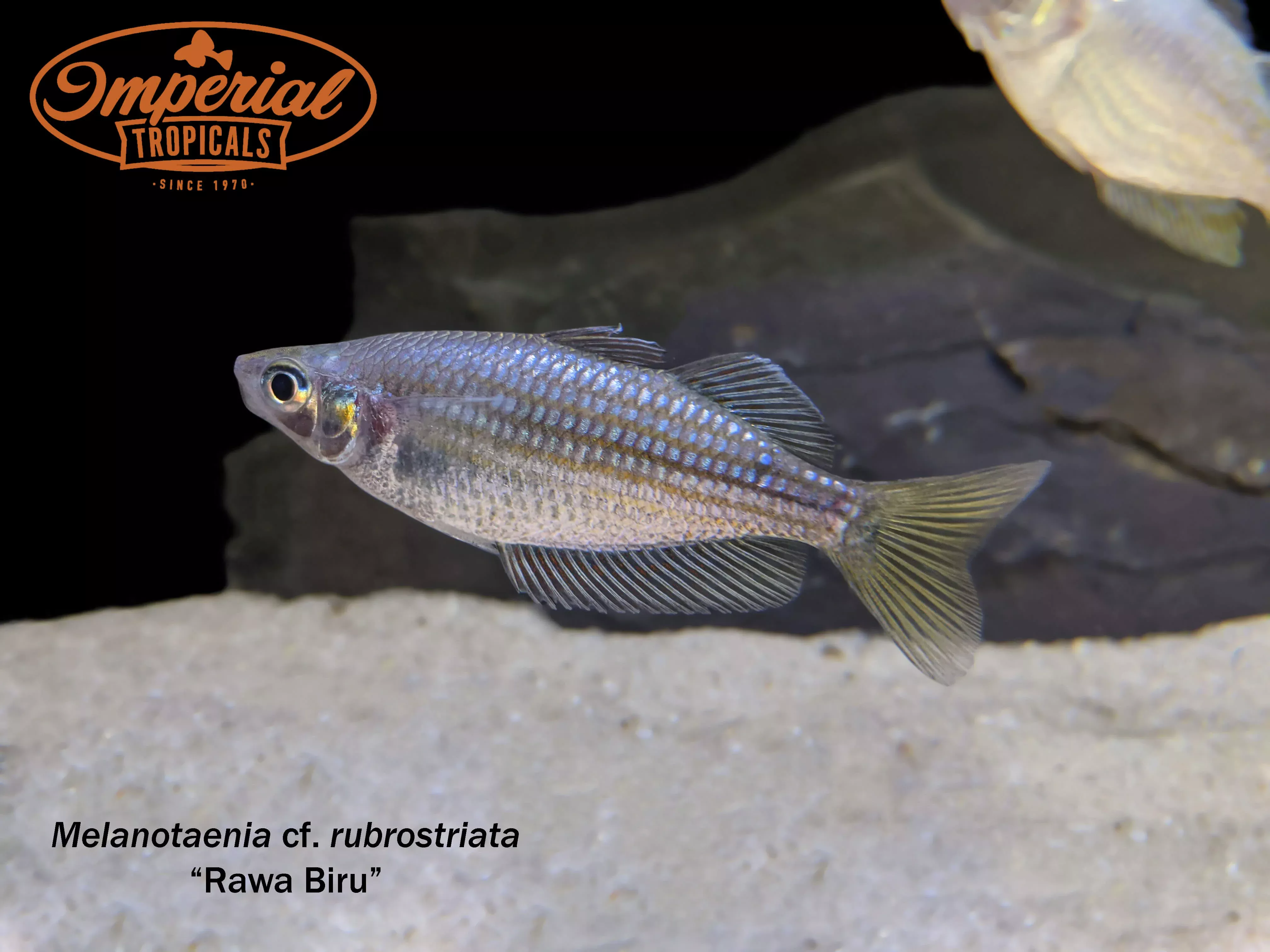 rawa-biru-rainbowfish Rawa Biru Rainbowfish