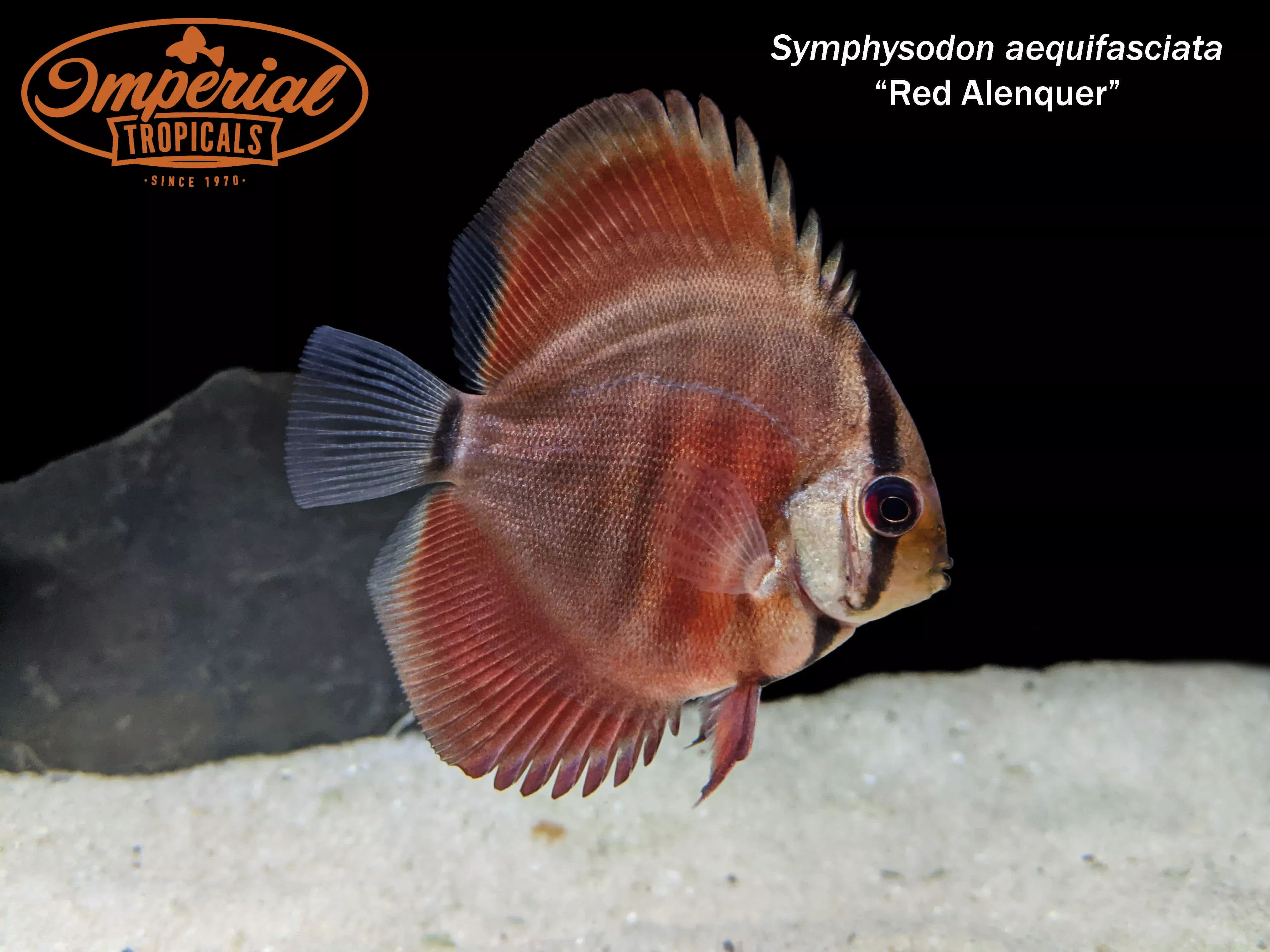 red-alenquer-discus Red Alenquer Discus
