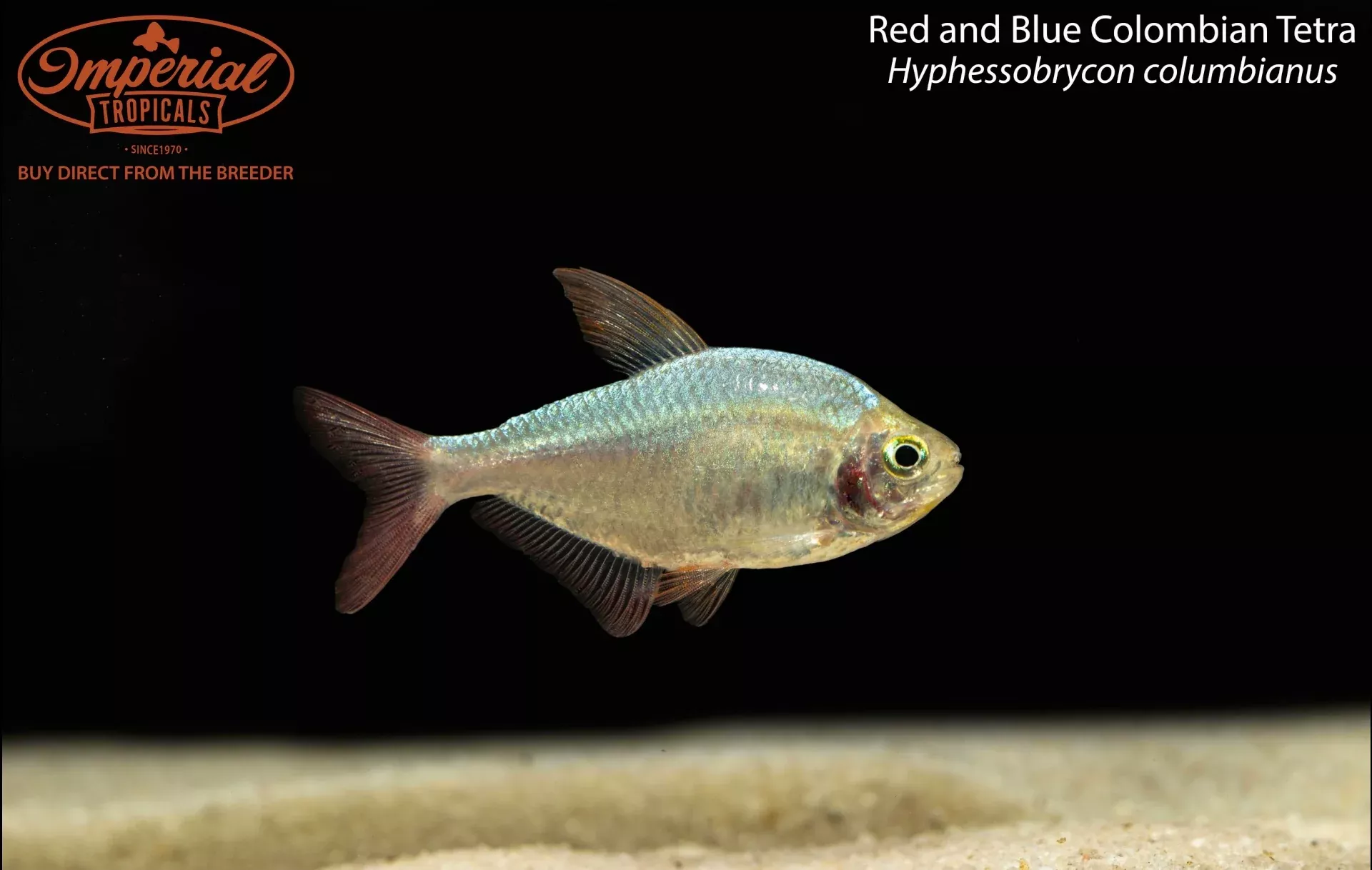 red-blue-colombian-tetra Red and Blue Colombian Tetra
