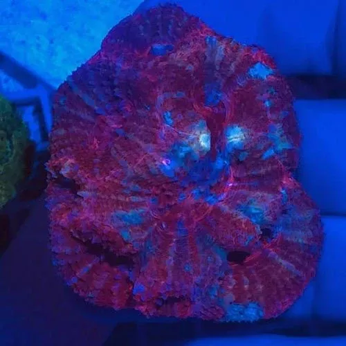 red-bowerbankii-coral Red Bowerbankii Coral