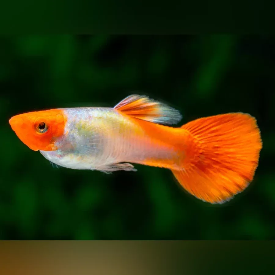red-cap-kohaku-guppy-male Red Cap Kohaku Guppy - Male
