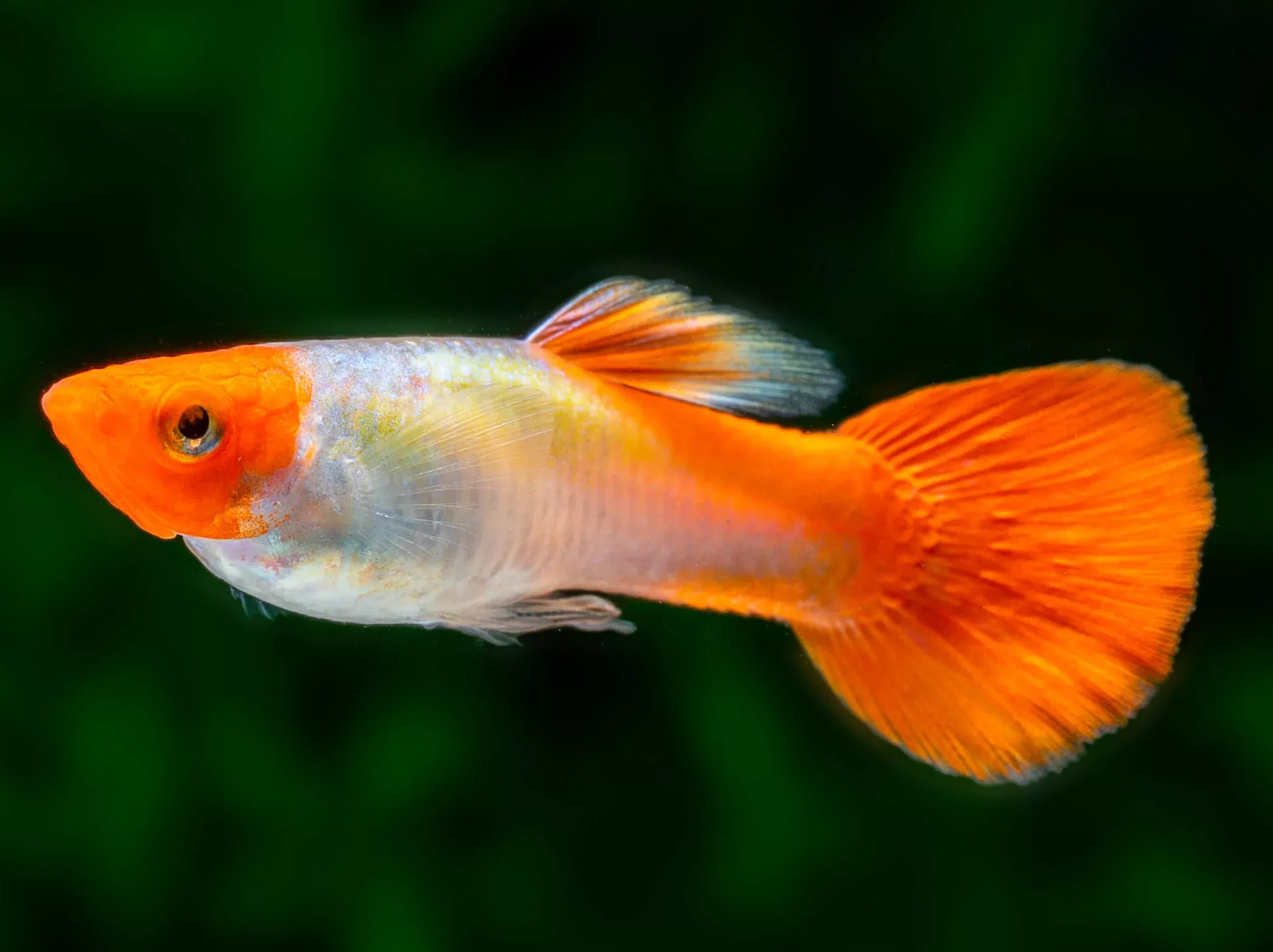 red-cap-kohaku-guppy-pair Red Cap Kohaku Guppy (Pair)