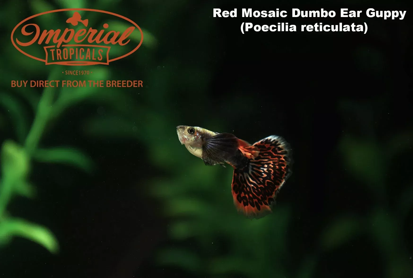 red-dragon-dumbo-ear-guppy Red Dragon Dumbo Ear Guppy