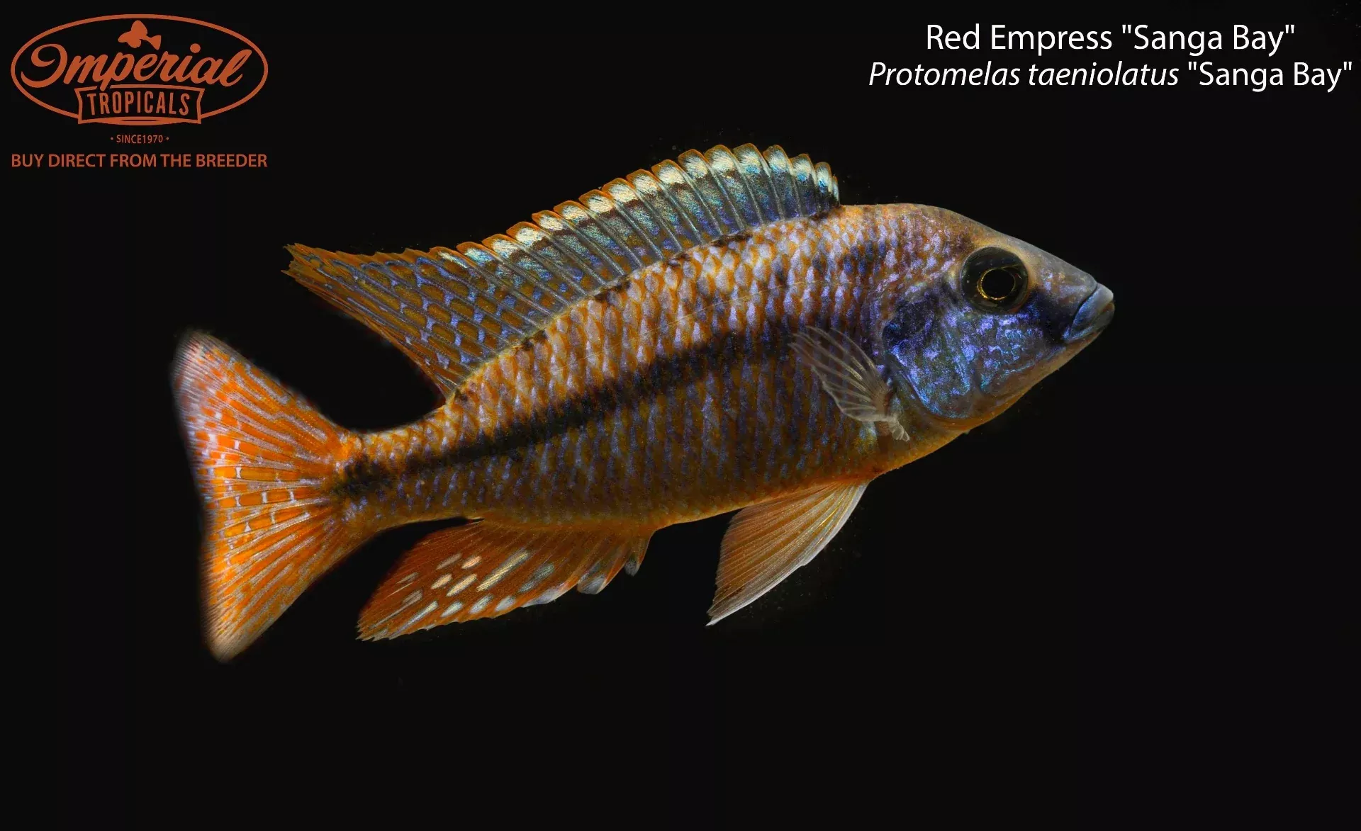 red-empress-sanga-bay Red Empress "Sanga Bay"