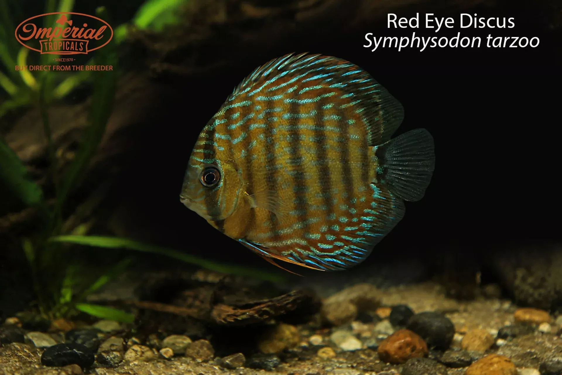 red-eye-discus-symphysodon-tarzoo Red Eye Discus (Symphysodon tarzoo)