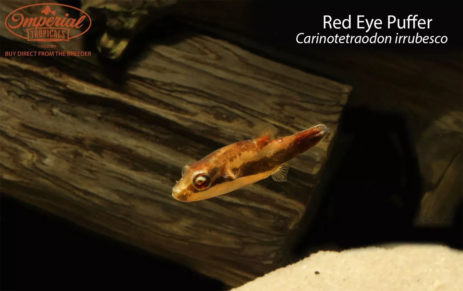 Red Eye Puffer