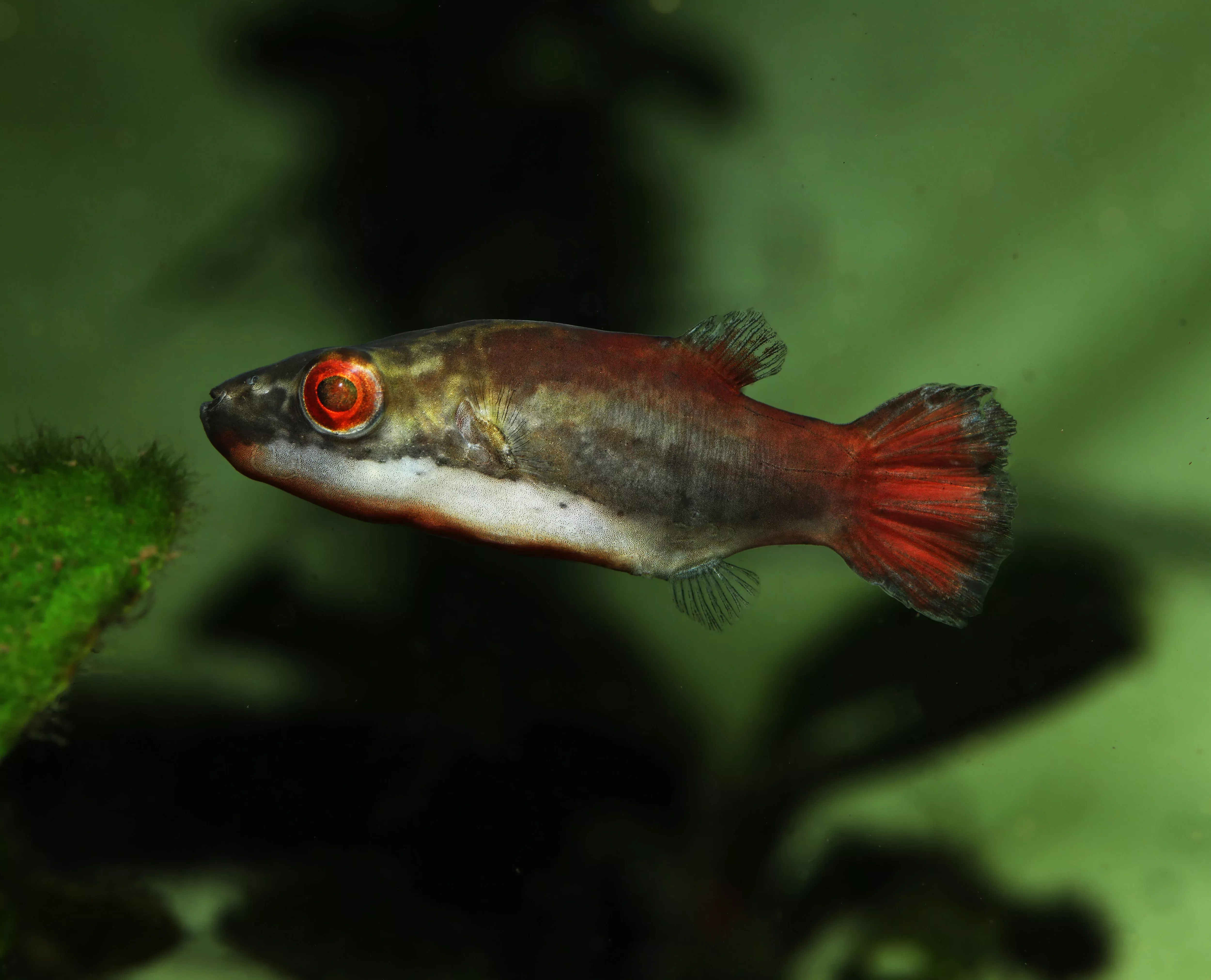 red-eye-red-tailed-puffer Red Eye Red Tailed Puffer