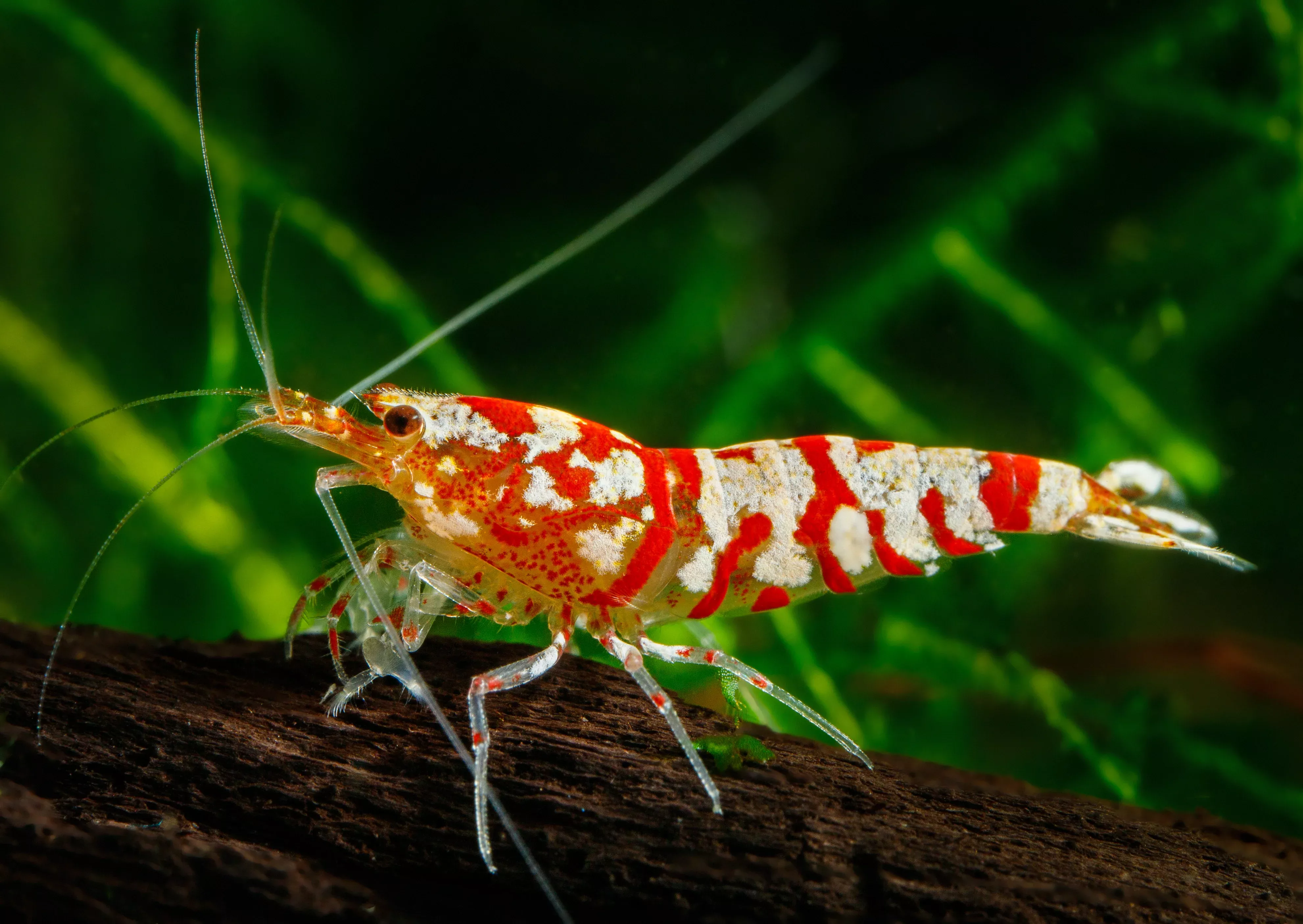 red-fancy-tiger-shrimp Red Fancy Tiger Shrimp