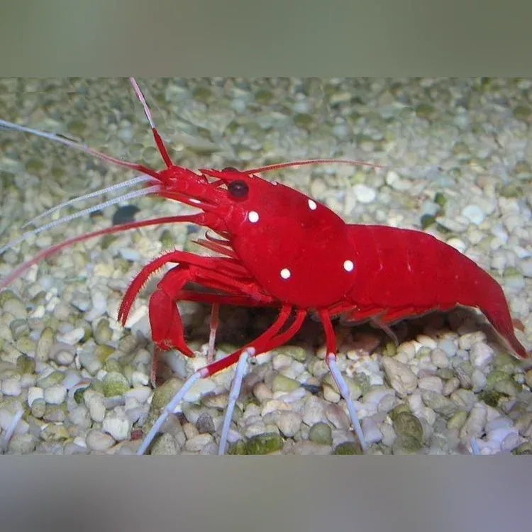red-fire-shrimp Red Fire Shrimp
