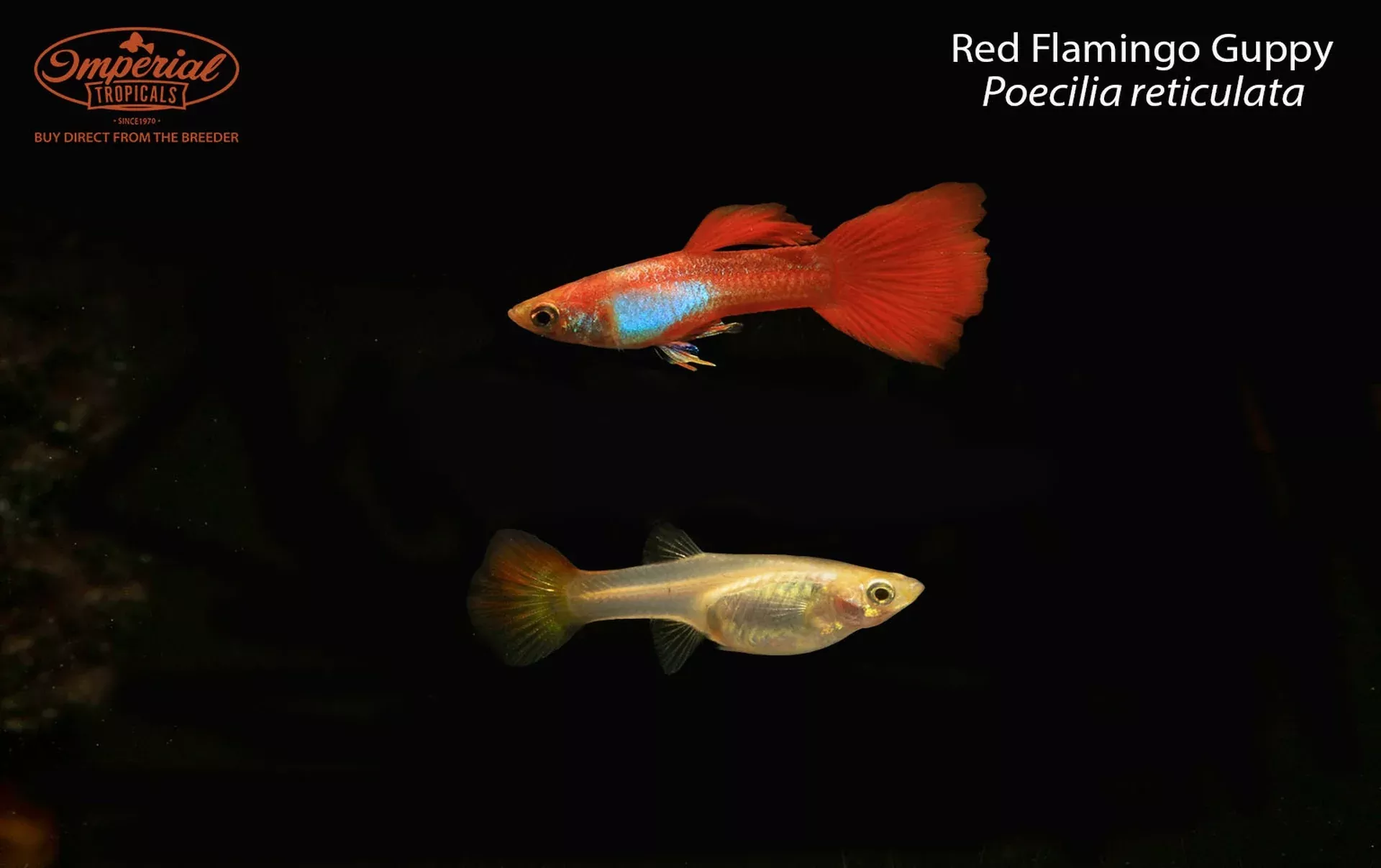 red-flamingo-guppy-poecilia-reticulata Red Flamingo Guppy (Poecilia reticulata)