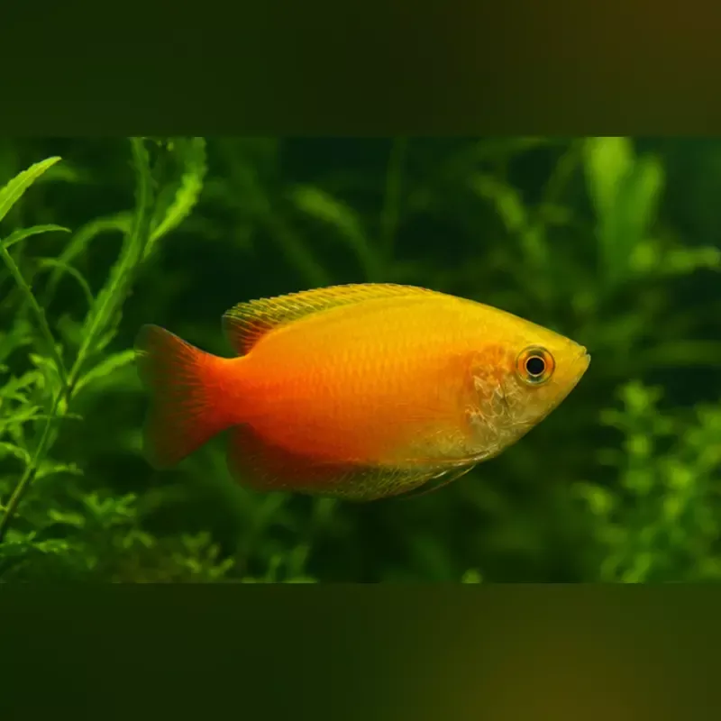 red-gold-honey-dwarf-gourami Red Gold Honey Dwarf Gourami
