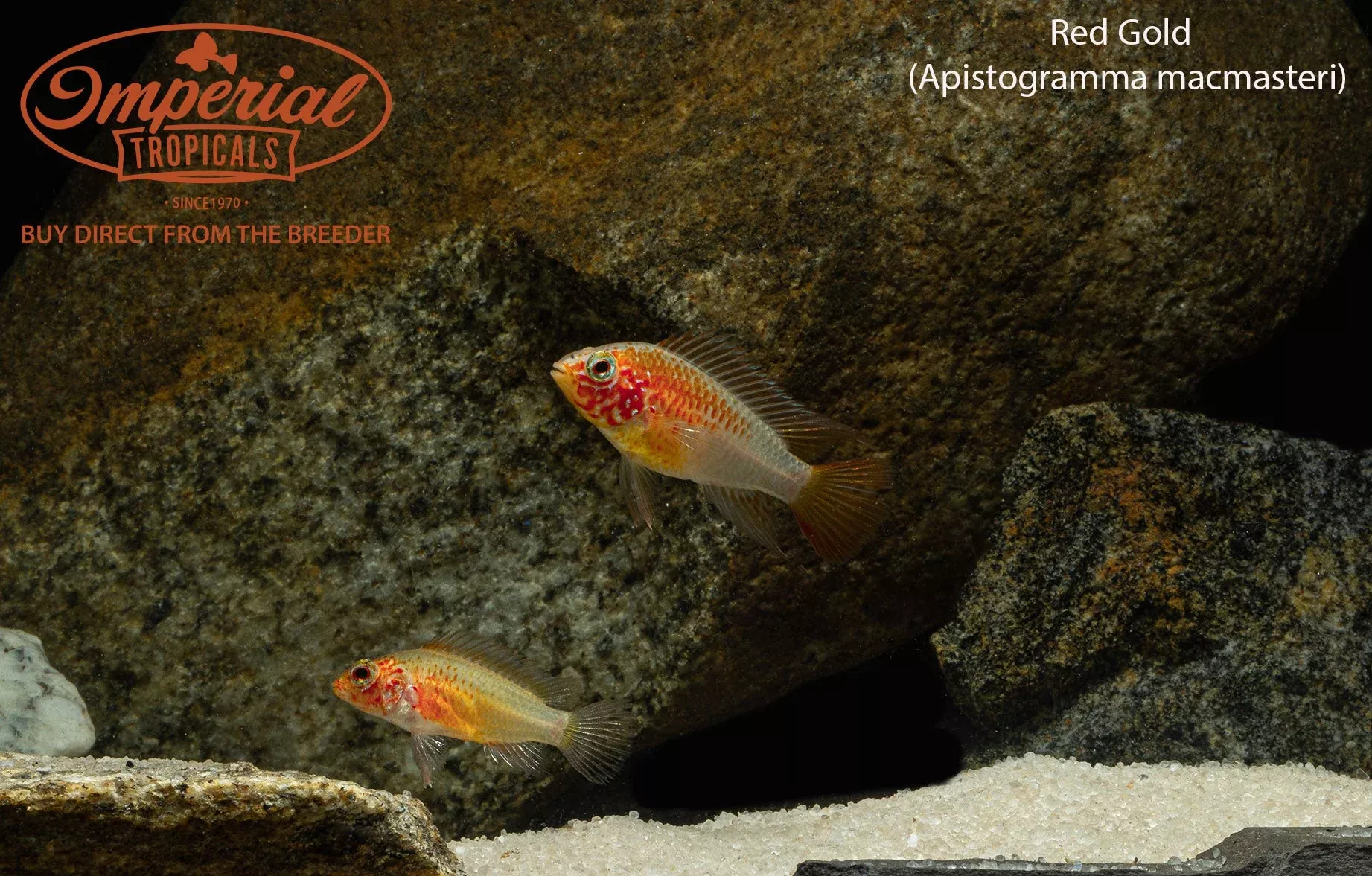 red-gold-macmasteri Red Gold Macmasteri