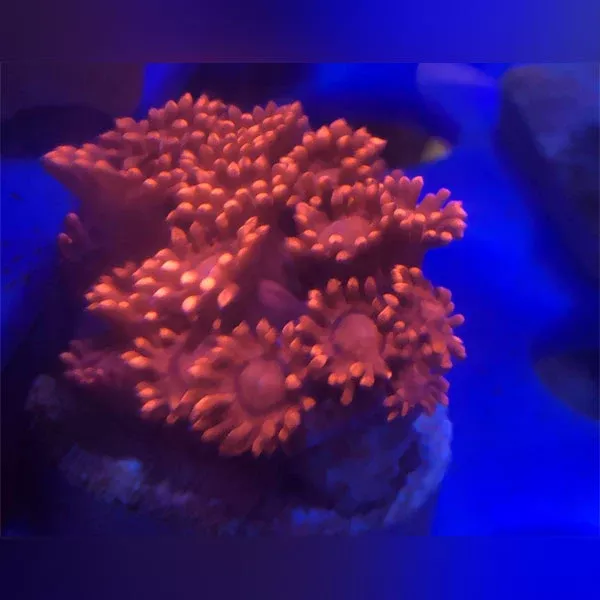 red-goniopora-coral-frag Red Goniopora Coral Frag