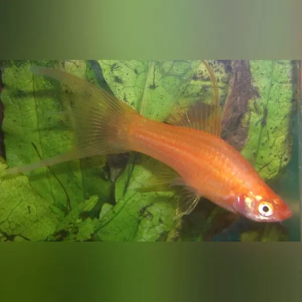 red-hi-fin-lyre-tail-swordtail Red Hi Fin Lyre Tail Swordtail