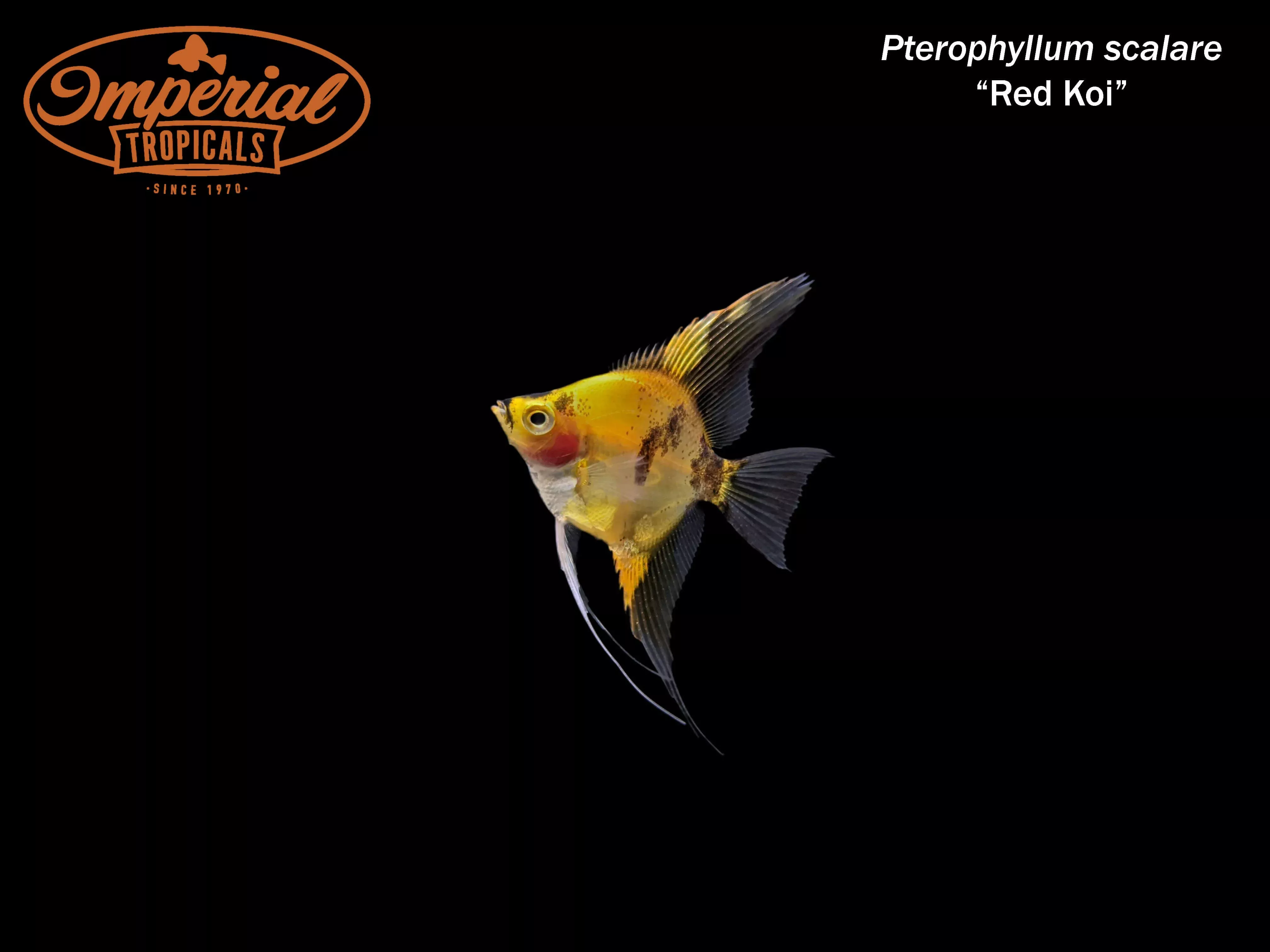 red-koi-angelfish Red Koi Angelfish
