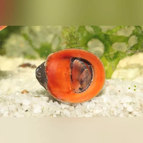 red-lips-nerite-snail Red Lips Nerite Snail