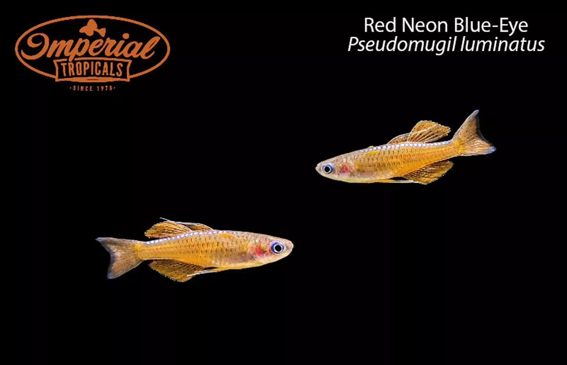 red-neon-blue-eye Red Neon Blue-Eye