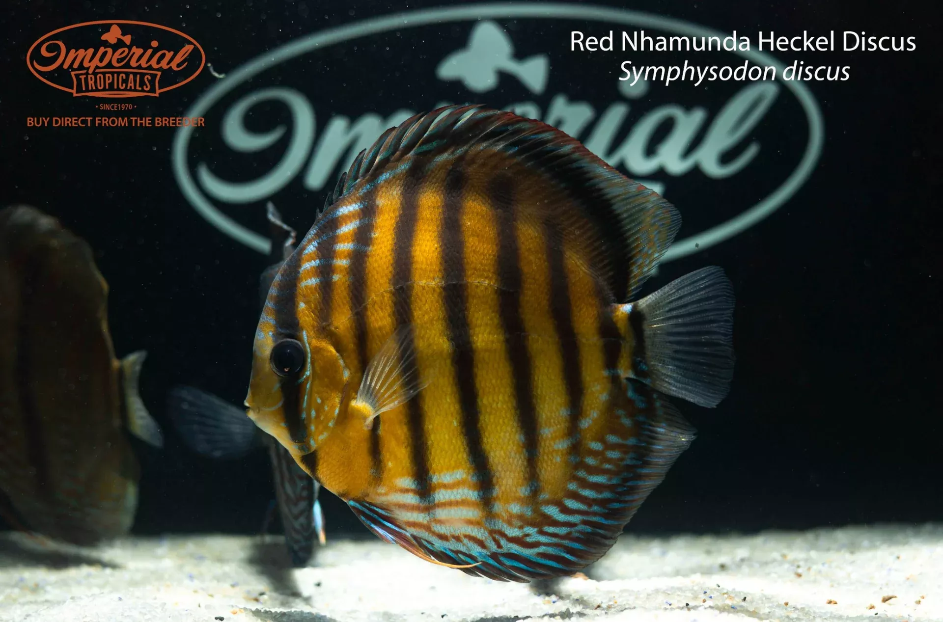 red-nhamunda-heckel-discus-symphysodon-discus Red Nhamunda Heckel Discus (Symphysodon discus)