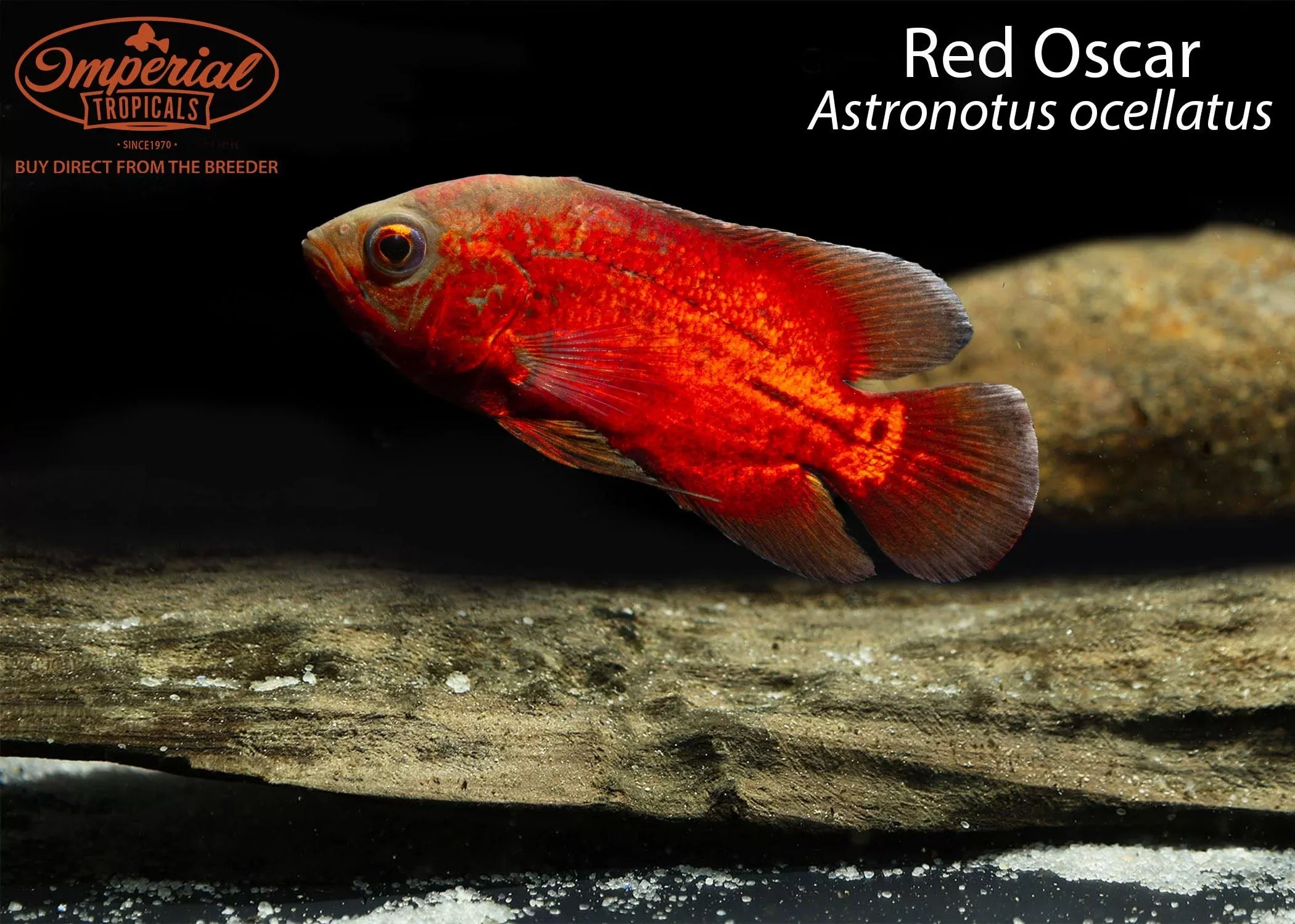 red-oscar Red Oscar