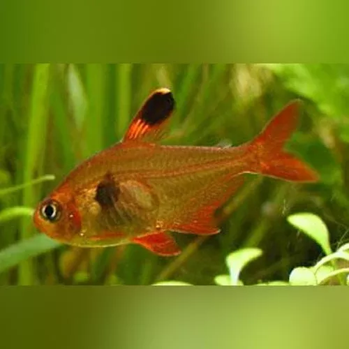red-phantom-tetra-school-6 Red Phantom Tetra (School of 6)
