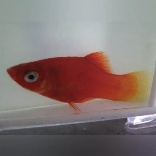 red-platy-school-5 Red Platy (School of 5)