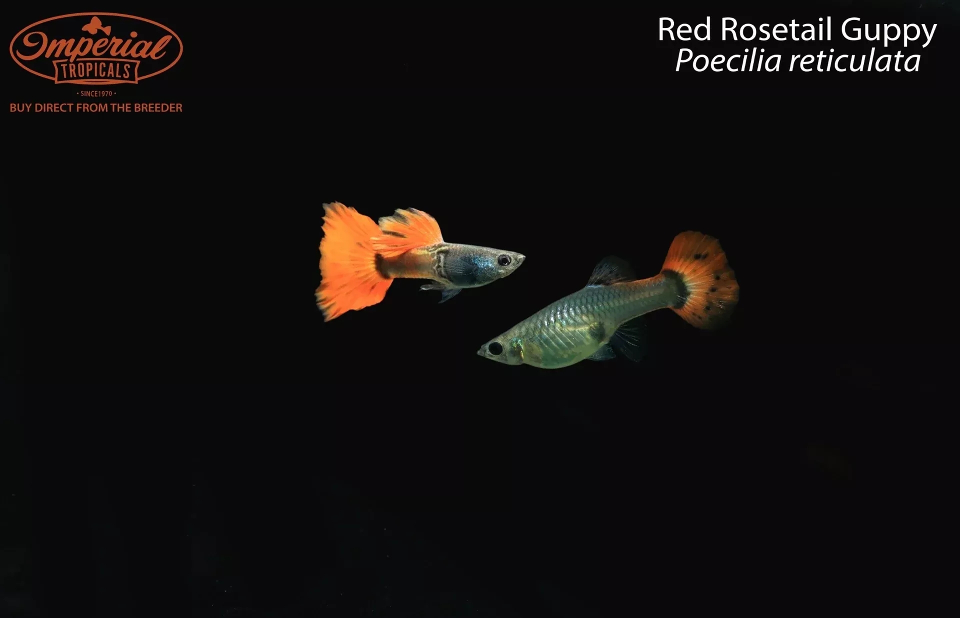 red-rosetail-guppy-poecilia-reticulata Red Rosetail Guppy (Poecilia reticulata)