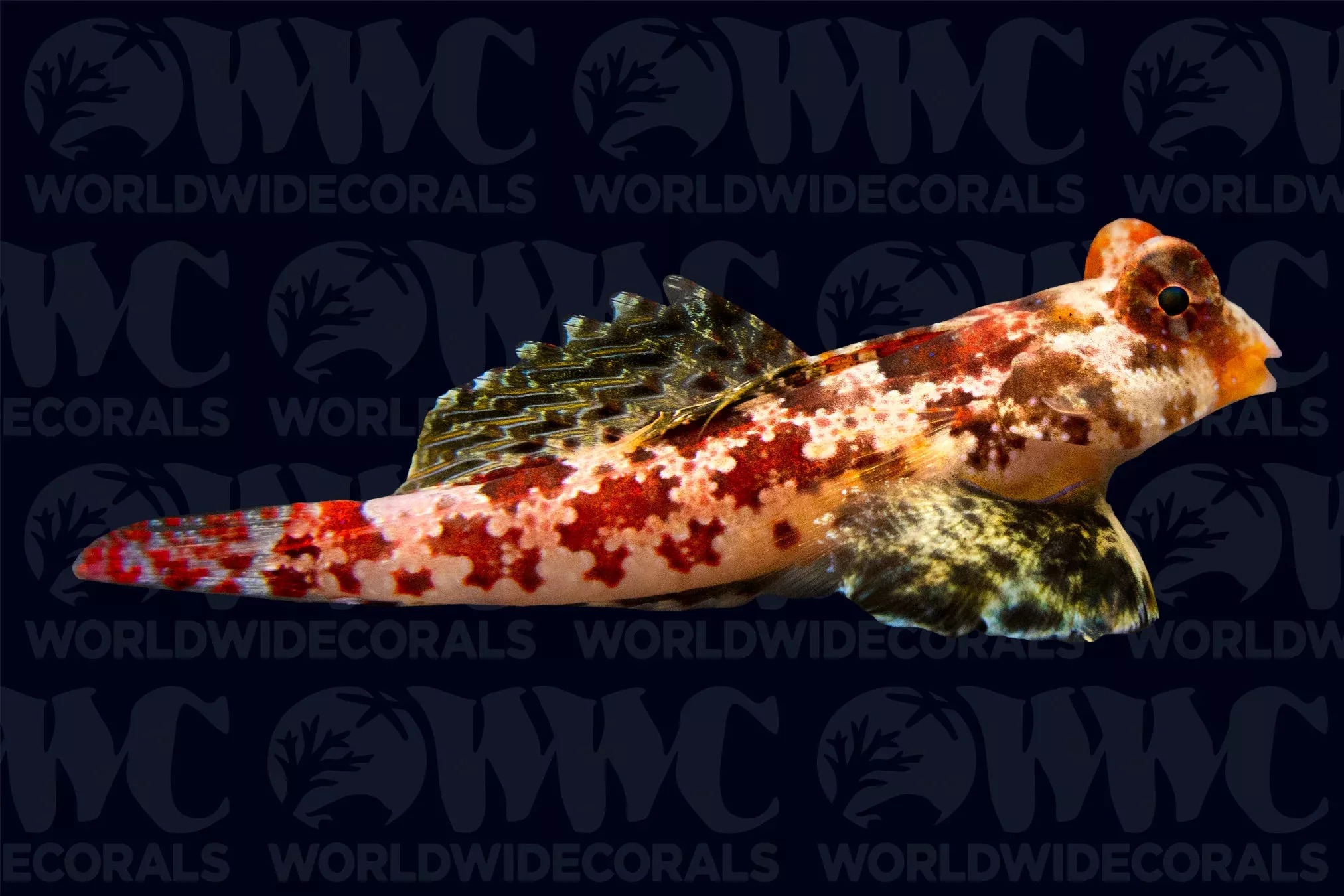 red-scooter-dragonet-philippines Red Scooter Dragonet - Philippines