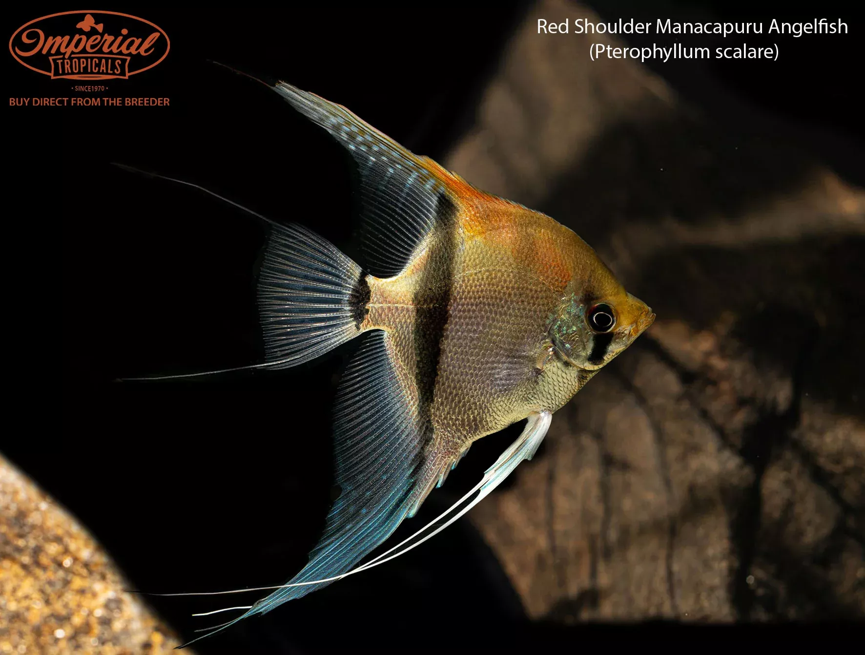 red-shoulder-manacapuru-angelfish Red Shoulder Manacapuru Angelfish